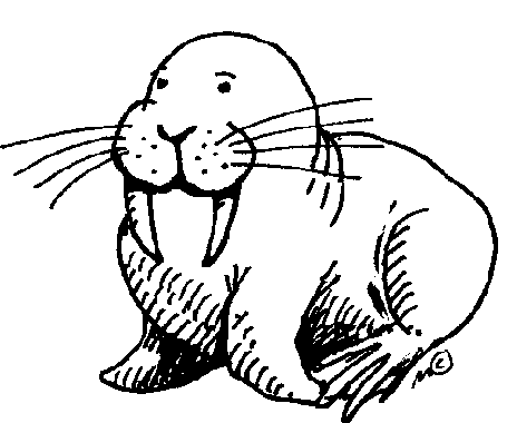 walrus.gif