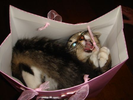 Willow7.jpg
