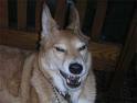 Evil_Doggy.jpg