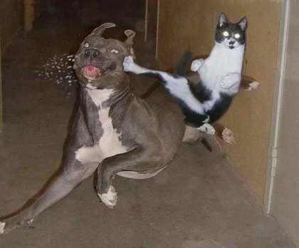 Ninja_Cat.jpg