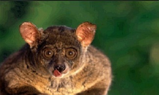 lemur2.jpg
