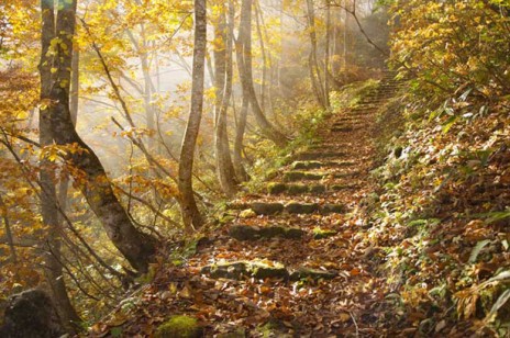 trail.jpg