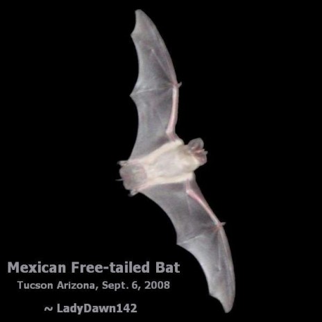 Bat_on_black_avatar_style.JPG