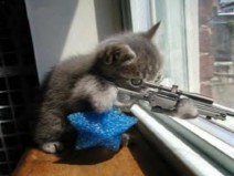 Cat_Sniper.jpg