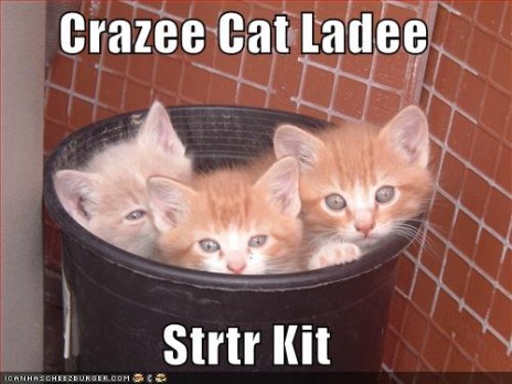 funny_pictures_crazy_cat_l.jpg