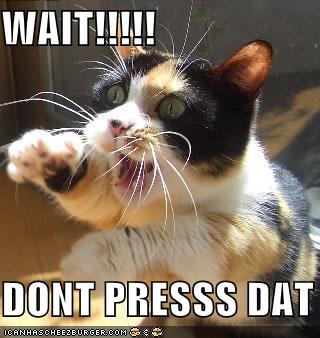 funny_pictures_cat_asks_yo.jpg