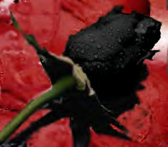 black_rose_2057.gif
