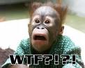 monkey.jpeg