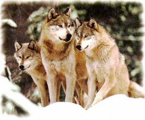 wolf7.jpg