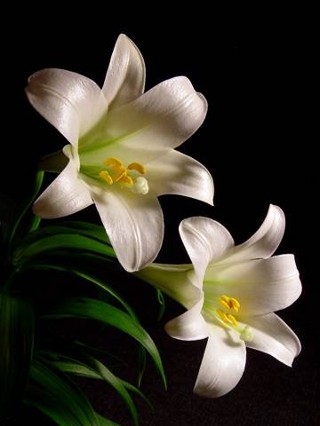 easterlily_for_altblog.jpg