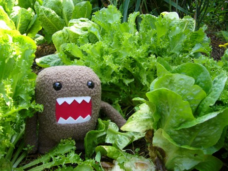 dkun_lettuce.jpg