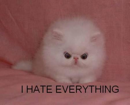 lolcatsdotcomkj9qqzegnrahk.jpg