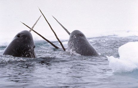 800px_Narwhals_breach.jpg