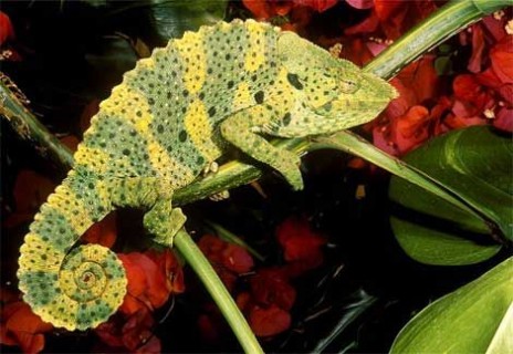 vcb2YUkRM_mellers_chameleo.jpg