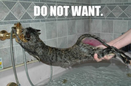 lolcatsdotcomyuswcnd6y89fo.jpg