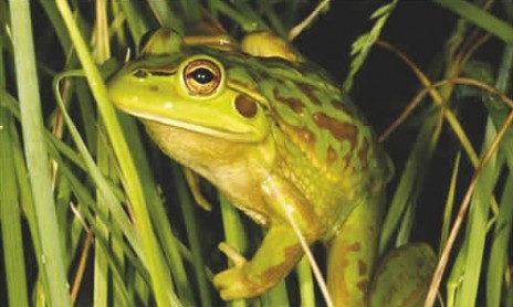 may2006_img_frog.jpg