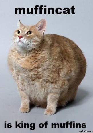 Muffin_cat.jpg