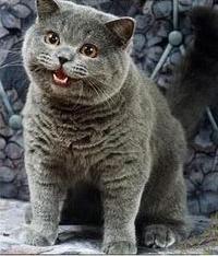 Happycat.jpg