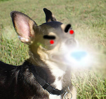 DOGGEH.jpg