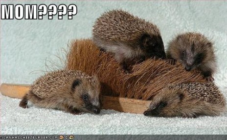 funny_pictures_porcupine_b.jpg