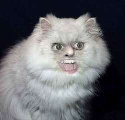 the_cat.jpg