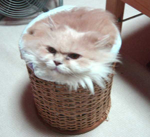 basketcat2ne7he.jpg