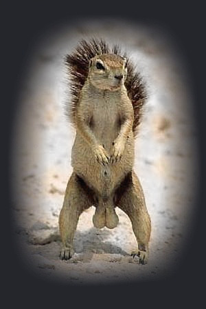 11577_squirrelass.jpg