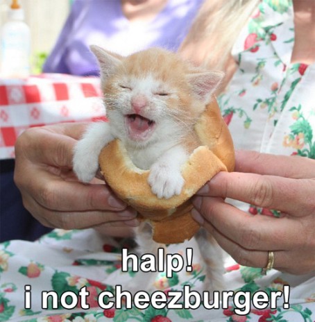 halp_i_not_cheezburger.jpg