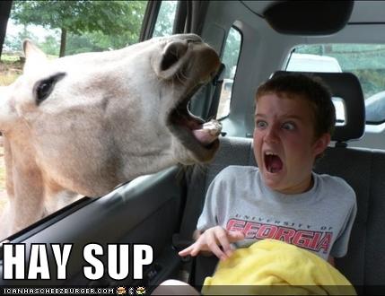 27496_funny_pictures_horse.jpg