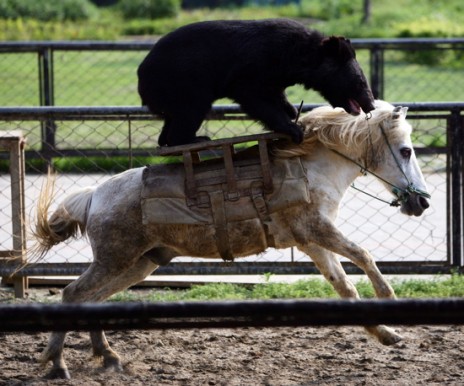Bear_20Horse.jpg