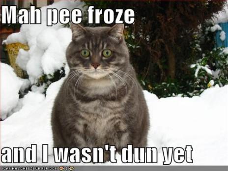 snow_cat_frozen_pee.jpg