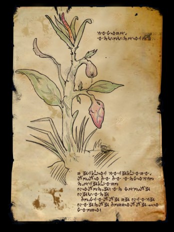 Arbor_Mirabilis___Flora_I_.jpg