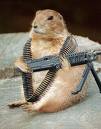 rabid_squirral.jpeg