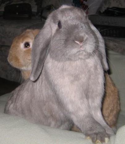 Two_rabbits2.jpg
