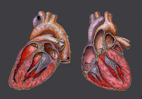 Heart_1_.jpg