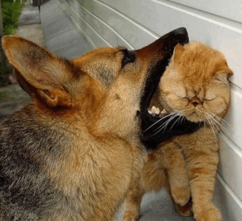 dead_cat.jpg