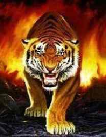 firetiger.jpg