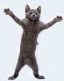 cat.jpg