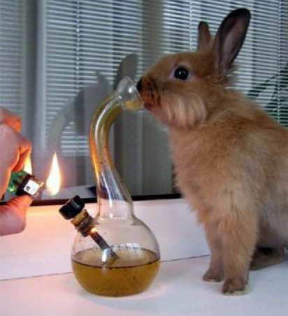Bunny_bong_laughs.jpg