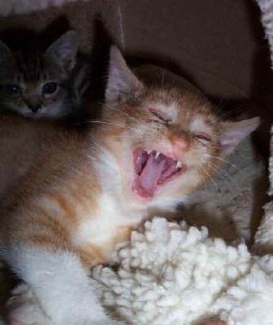 Kitty_Laugh.jpg
