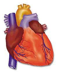 heart.jpg
