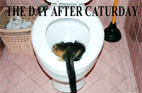The_day_after_Caturday.jpg