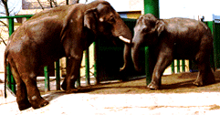 africanelephant1.gif