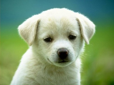 cutest_puppy.jpg