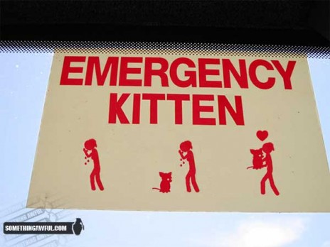 ememergencykitten.jpg