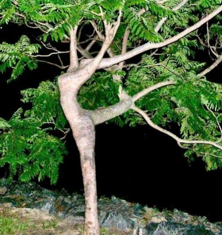 dancin_tree.jpg