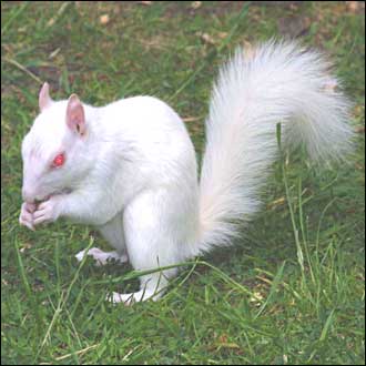 clives_squirrel_330_330x33.jpg