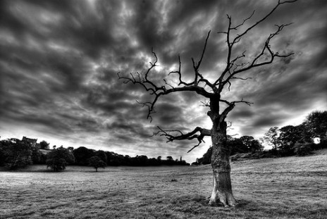 DeadTree.jpg