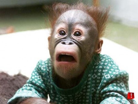 Funny_MonkeyReaction.jpg