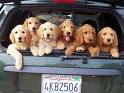 sarah_puppies.jpg